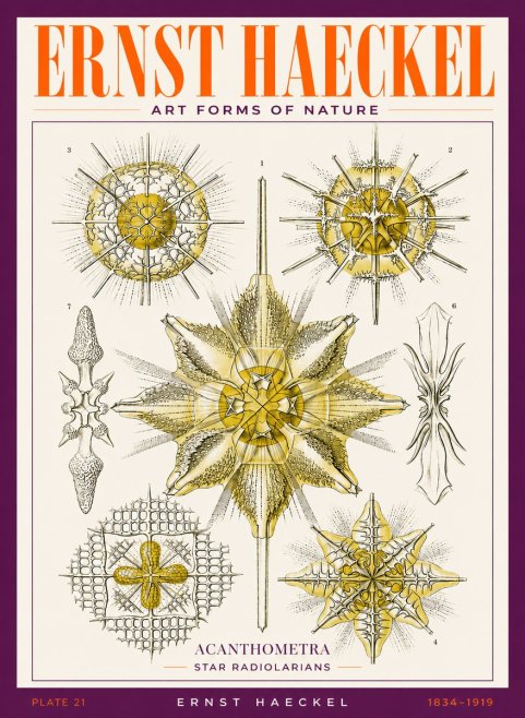 Ernst Haeckel Acanthometra - Star Radiolarians No3 - Poszter