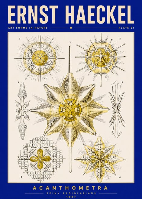 Ernst Haeckel Acanthometra - Star Radiolarians No5 - Poszter