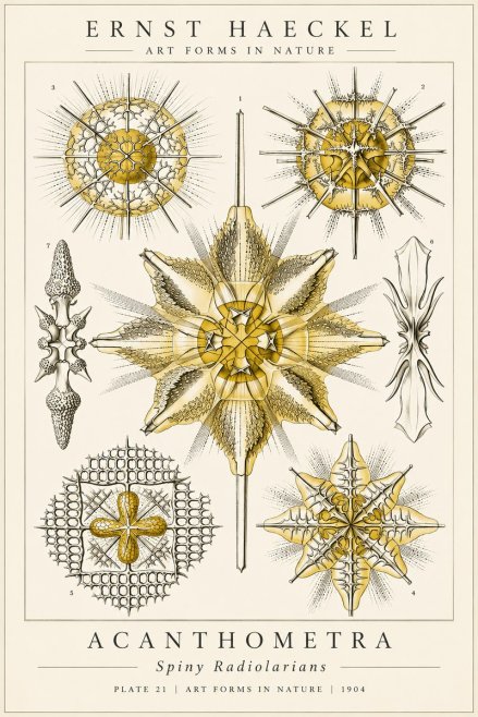 Ernst Haeckel Acanthometra - Star Radiolarians No6 - Poszter