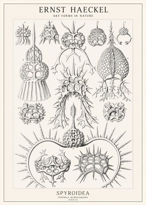 Ernst Haeckel Spyroidea - Puffball Radiolarians - Plate 22 No1 - Poszter