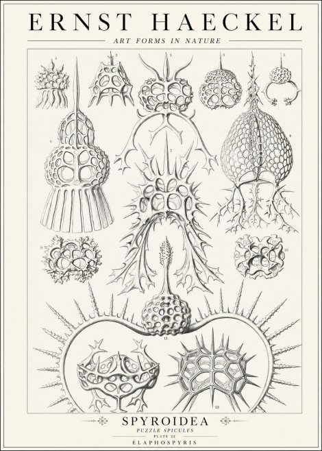 Ernst Haeckel Spyroidea - Puffball Radiolarians - Plate 22 No2 - Poszter