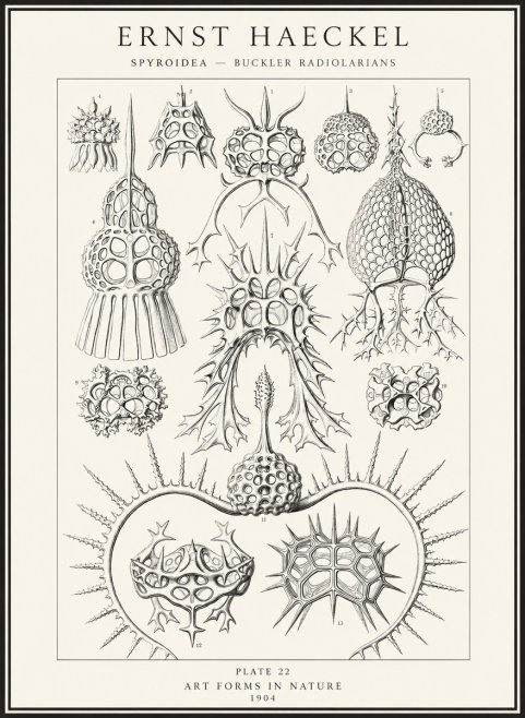 Ernst Haeckel Spyroidea - Puffball Radiolarians - Plate 22 No4 - Poszter