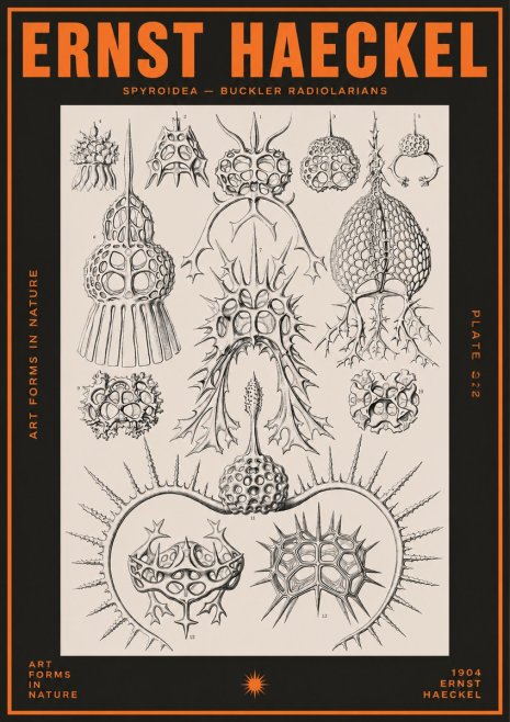 Ernst Haeckel Spyroidea - Puffball Radiolarians - Plate 22 No5 - Poszter