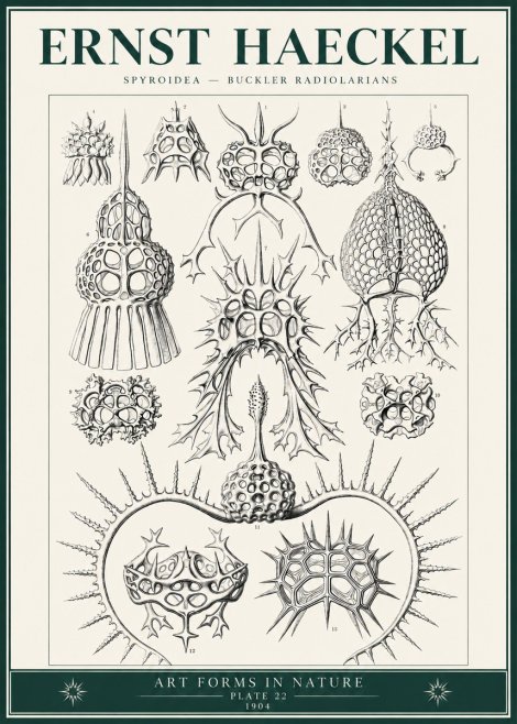 Ernst Haeckel Spyroidea - Puffball Radiolarians - Plate 22 No6 - Poszter