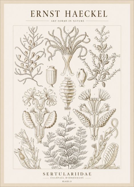 Ernst Haeckel Sertulariidae No1 - Poszter