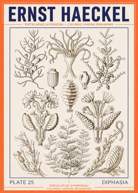 Ernst Haeckel Sertulariidae No4 - Poszter