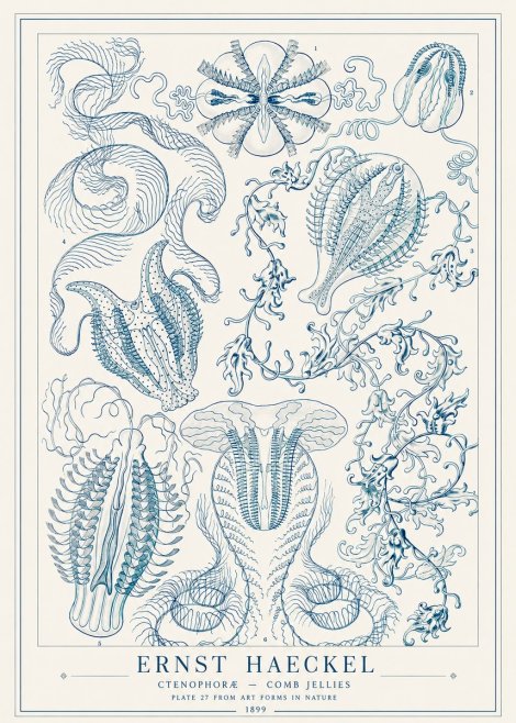 Ernst Haeckel Ctenophoræ – Comb Jellies No1 - Poszter