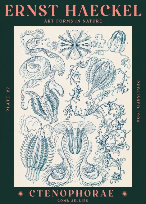 Ernst Haeckel Ctenophoræ – Comb Jellies No3 - Poszter