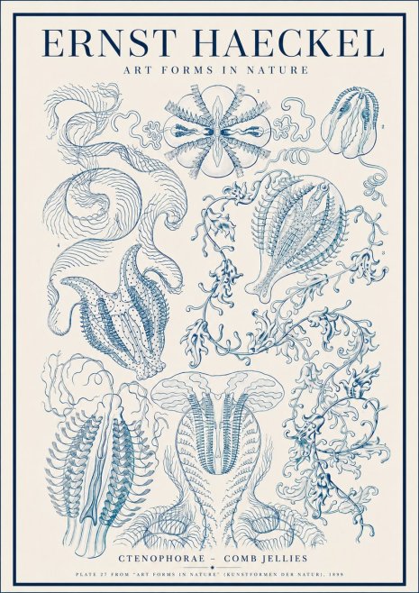 Ernst Haeckel Ctenophoræ – Comb Jellies No4 - Poszter
