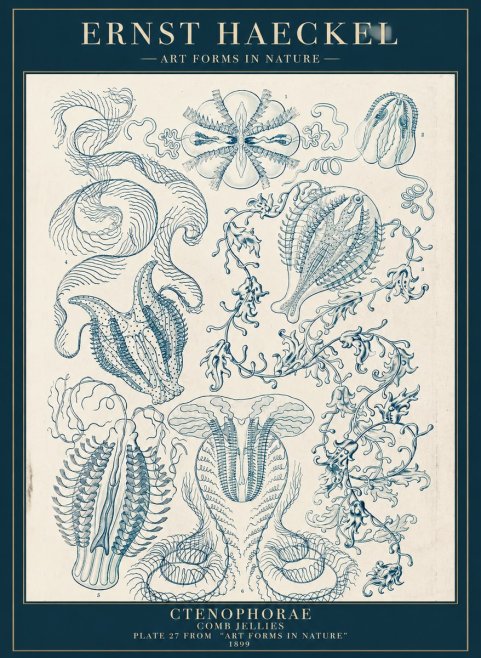 Ernst Haeckel Ctenophoræ – Comb Jellies No5 - Poszter