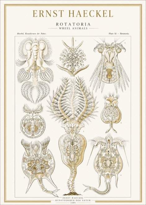 Ernst Haeckel Rotatoria - Wheel Animals No1 - Poszter