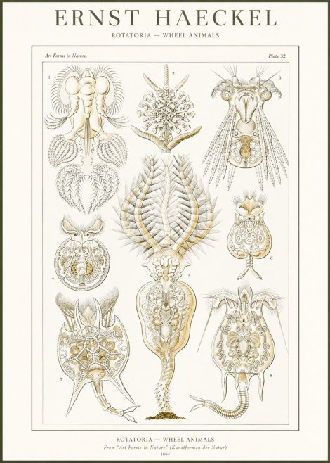 Ernst Haeckel Rotatoria - Wheel Animals No2 - Poszter