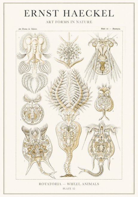 Ernst Haeckel Rotatoria - Wheel Animals No3 - Poszter