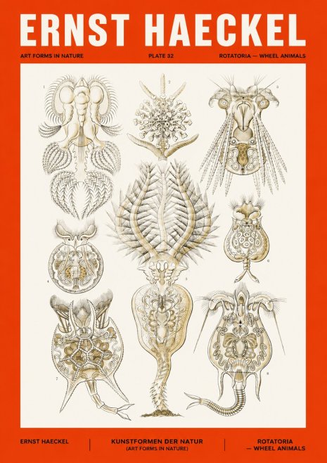 Ernst Haeckel Rotatoria - Wheel Animals No4 - Poszter