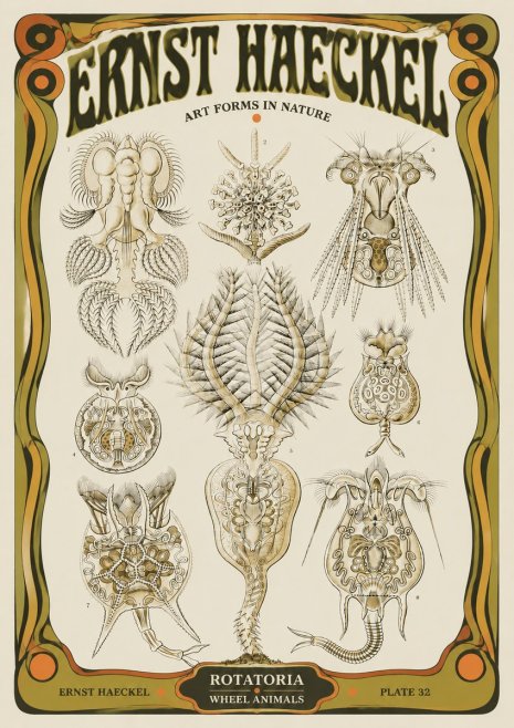 Ernst Haeckel Rotatoria - Wheel Animals No5 - Poszter