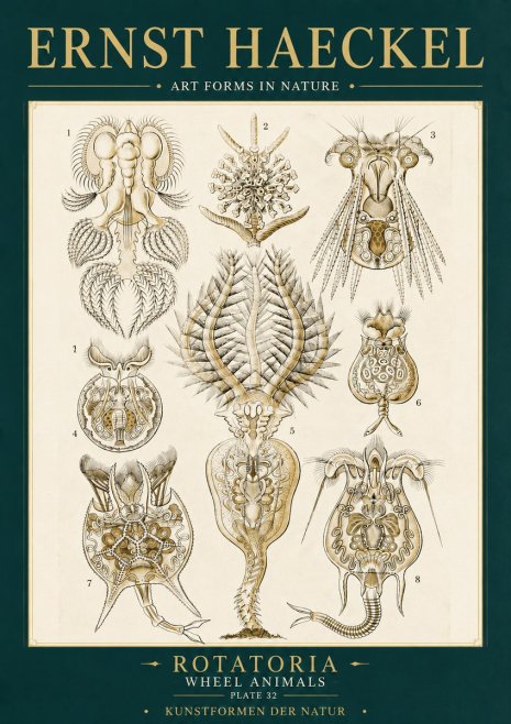 Ernst Haeckel Rotatoria - Wheel Animals No6 - Poszter
