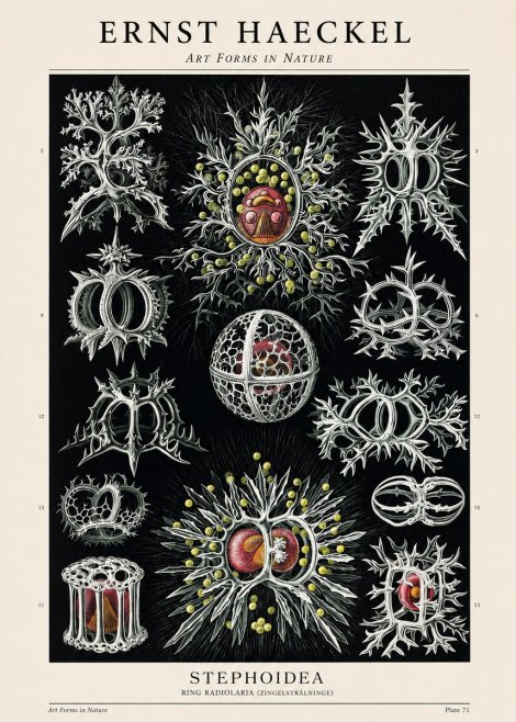 Ernst Haeckel Stephoidea No1 - Poszter