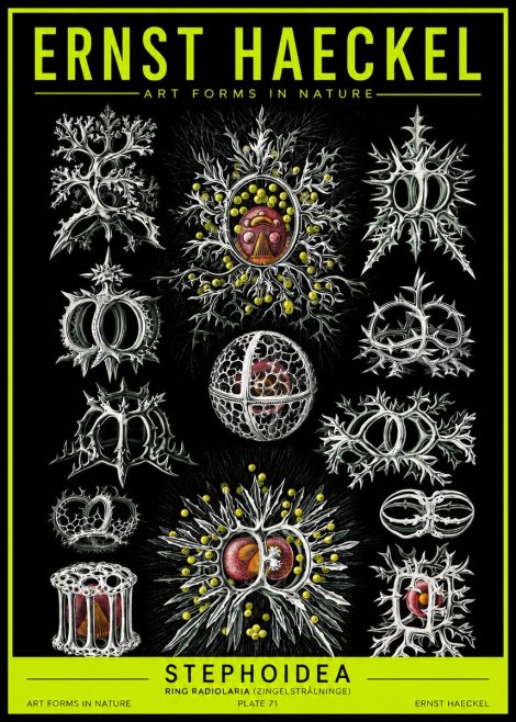 Ernst Haeckel Stephoidea No2 - Poszter