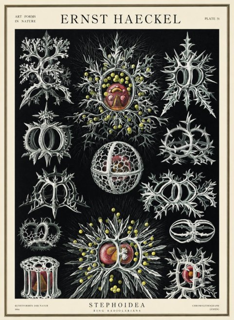 Ernst Haeckel Stephoidea No3 - Poszter