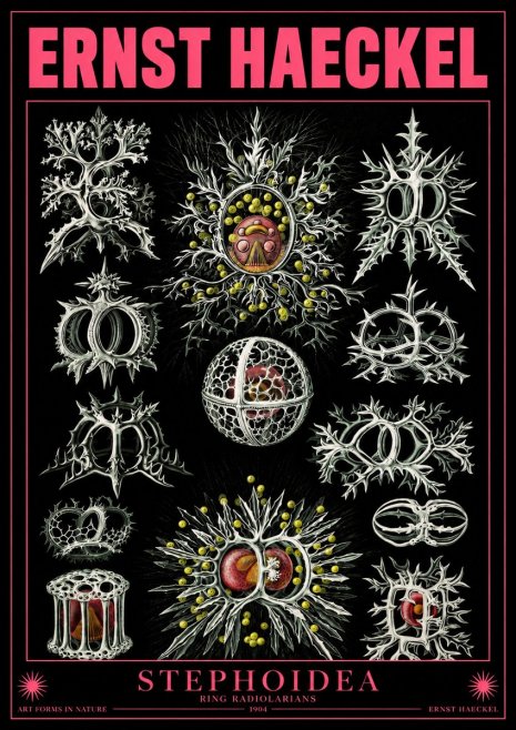 Ernst Haeckel Stephoidea No4 - Poszter