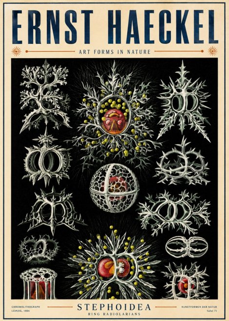 Ernst Haeckel Stephoidea No5 - Poszter