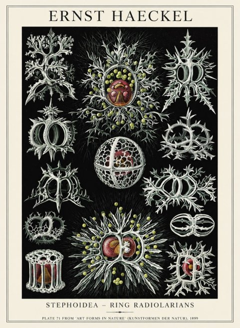 Ernst Haeckel Stephoidea No6 - Poszter