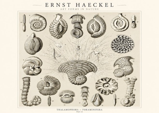 Ernst Haeckel Thalamophora – Foraminifera Plate 12 No1 - Poszter