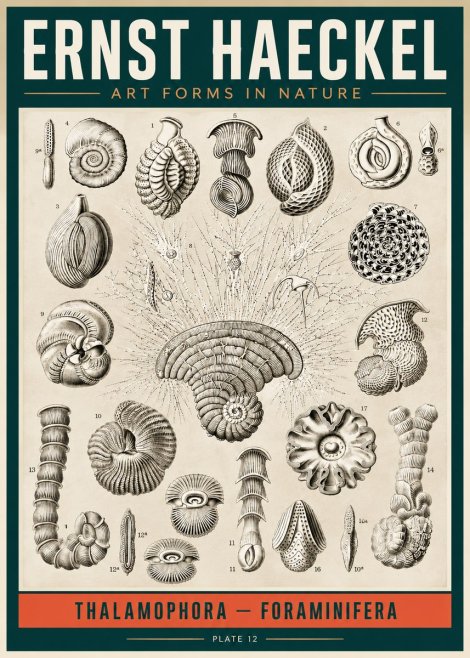 Ernst Haeckel Thalamophora – Foraminifera Plate 12 No2 - Poszter