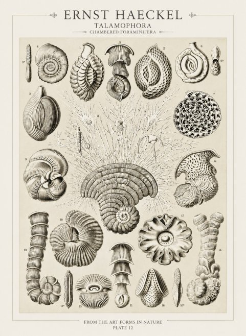 Ernst Haeckel Thalamophora – Foraminifera Plate 12 No3 - Poszter