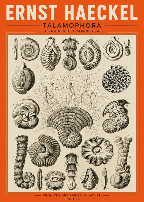 Ernst Haeckel Thalamophora – Foraminifera Plate 12 No5 - Poszter