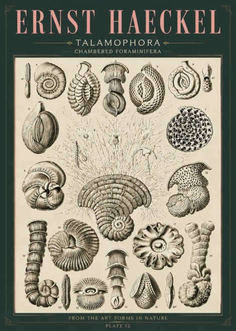 Ernst Haeckel Thalamophora – Foraminifera Plate 12 No6 - Poszter