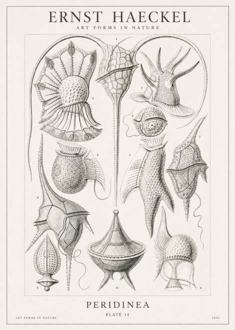 Ernst Haeckel Peridinea No1 - Poszter