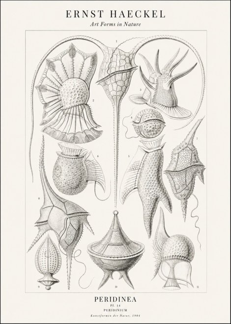 Ernst Haeckel Peridinea No2 - Poszter