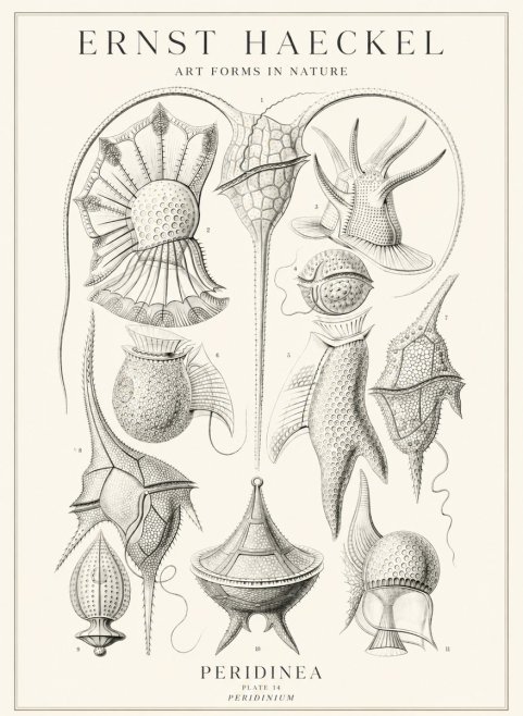 Ernst Haeckel Peridinea No3 - Poszter