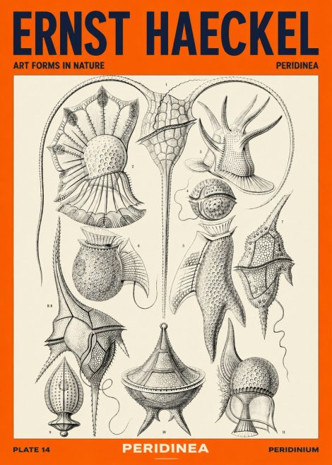 Ernst Haeckel Peridinea No4 - Poszter