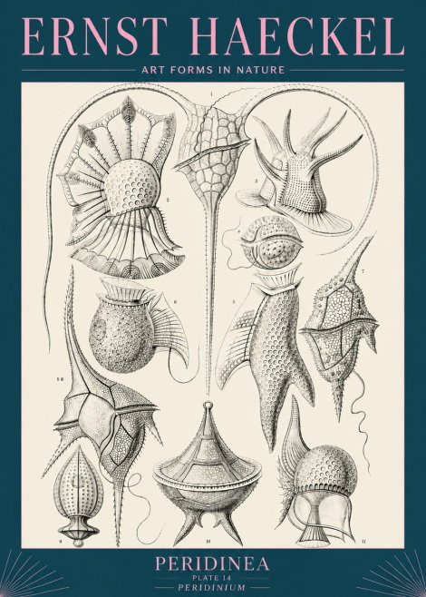 Ernst Haeckel Peridinea No5 - Poszter