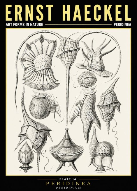 Ernst Haeckel Peridinea No6 - Poszter