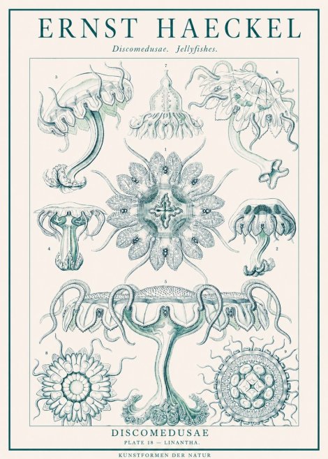Ernst Haeckel Discomedusae. Jellyfishes. No1 - Poszter