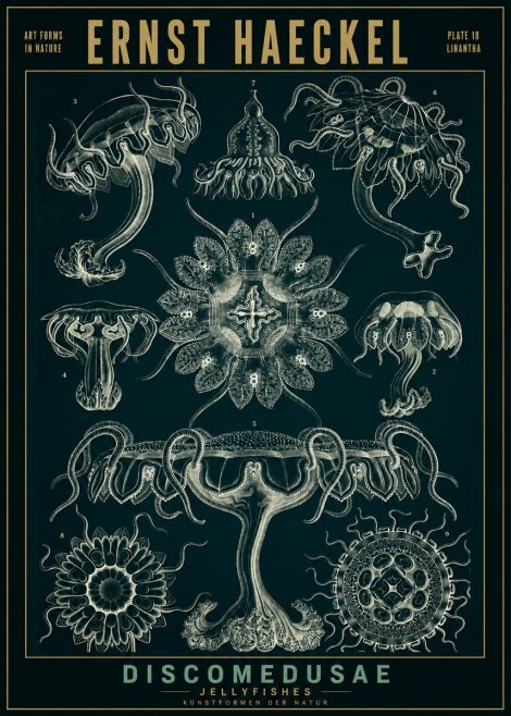 Ernst Haeckel Discomedusae. Jellyfishes. No2 - Poszter