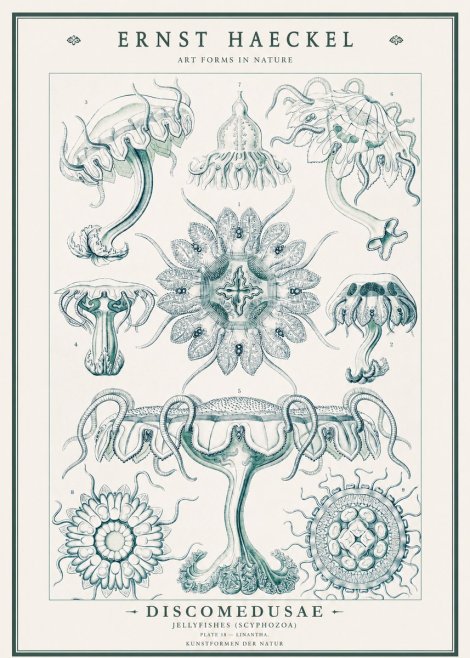 Ernst Haeckel Discomedusae. Jellyfishes. No3 - Poszter