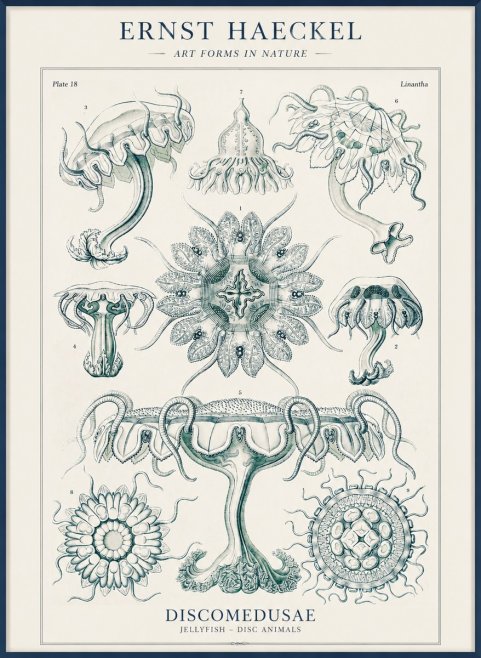 Ernst Haeckel Discomedusae. Jellyfishes. No4 - Poszter