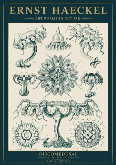 Ernst Haeckel Discomedusae. Jellyfishes. No5 - Poszter