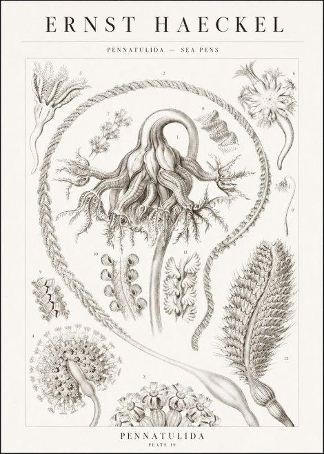 Ernst Haeckel Pennatulida - Sea Pens No1 - Poszter