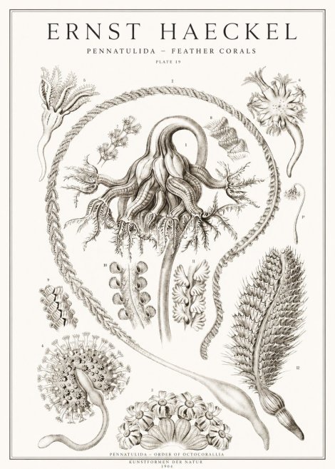 Ernst Haeckel Pennatulida - Sea Pens No2 - Poszter