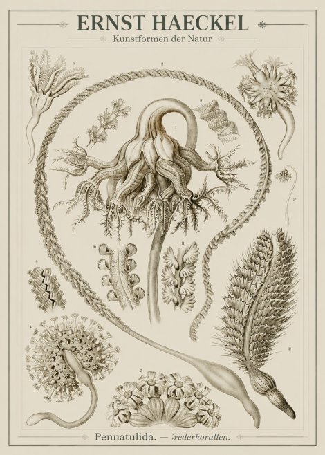 Ernst Haeckel Pennatulida - Sea Pens No3 - Poszter