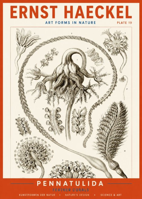 Ernst Haeckel Pennatulida - Sea Pens No4 - Poszter