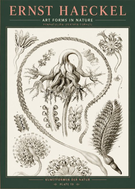 Ernst Haeckel Pennatulida - Sea Pens No5 - Poszter