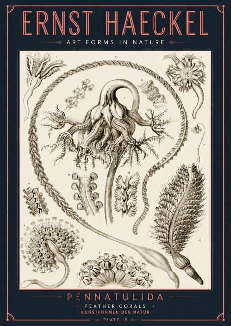 Ernst Haeckel Pennatulida - Sea Pens No6 - Poszter