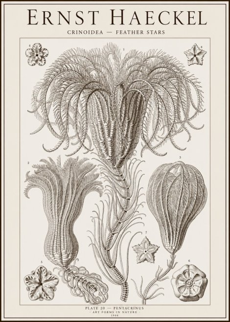 Ernst Haeckel Crinoidea - Palm Lilies No2 - Poszter