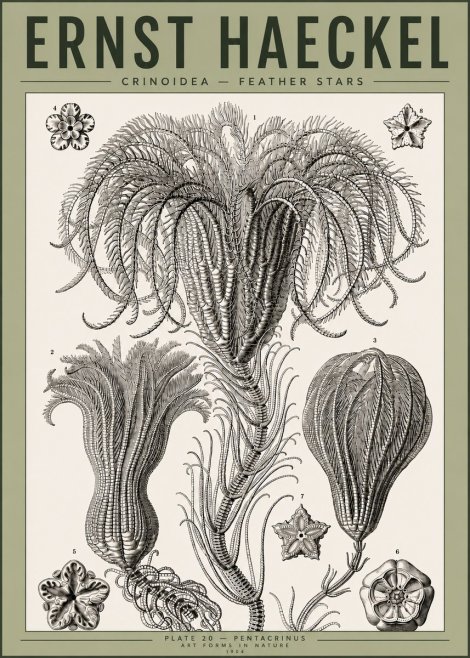 Ernst Haeckel Crinoidea - Palm Lilies No4 - Poszter